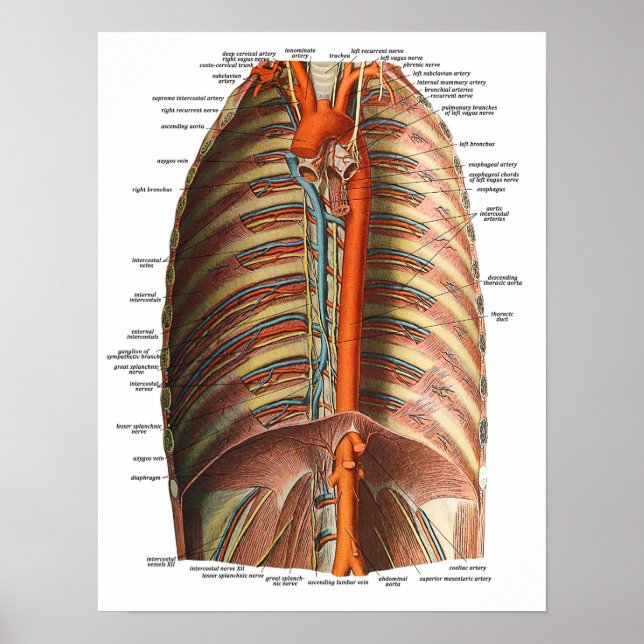 Anatomy of the Ribs and Thorax Poster (Front)