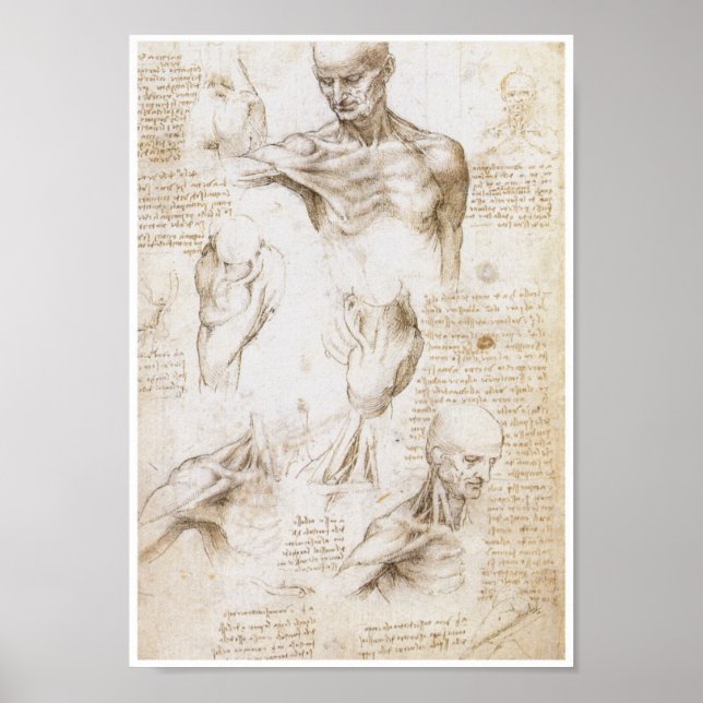 Anatomy of the Shoulder, Leonardo da Vinci Poster (Front)
