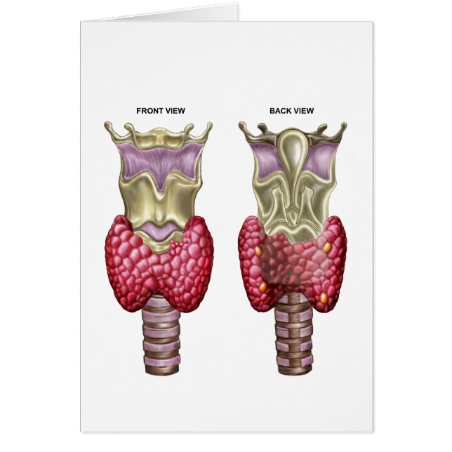 Anatomy Of Thyroid Gland With Larynx & Cartilage (Front)
