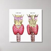 Anatomy Of Thyroid Gland With Larynx & Cartilage
