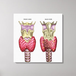 Anatomy Of Thyroid Gland With Larynx & Cartilage Canvas Print