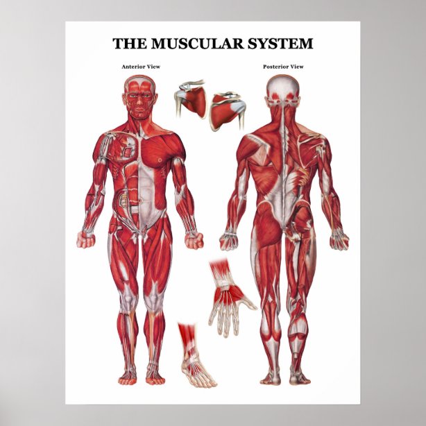 Large Anatomy Posters
