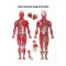 Anatomy Poster