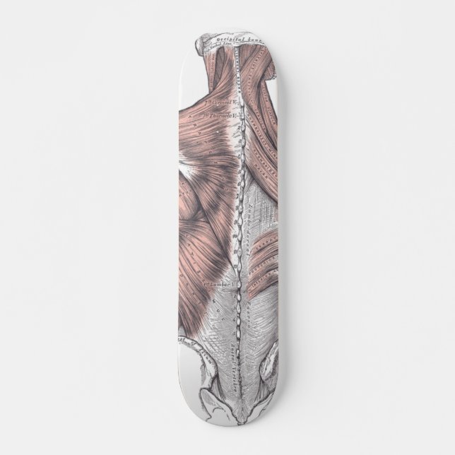 Anatomy Skateboard (Front)