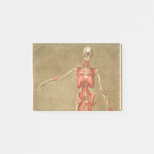 ANATOMY SKELETON BONES SKELETON MUSCLE HUMAN ANATO POST-IT NOTES (Front)