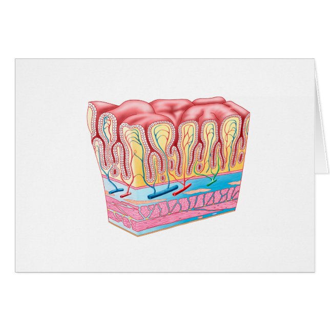 Anatomy Structure And Layers Of The Stomach Wall (Front Horizontal)