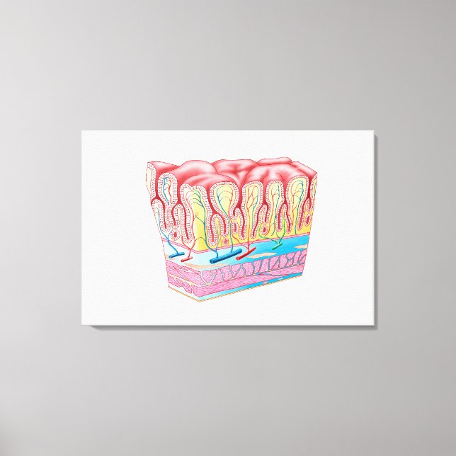 Anatomy Structure And Layers Of The Stomach Wall Canvas Print (Front)