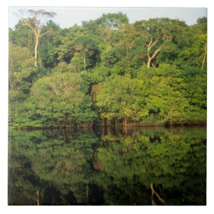 Anavilhanas, Amazonas, Brazil. Rainforest river Tile