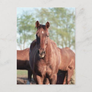 ANB Gottalil Gumption Postcard