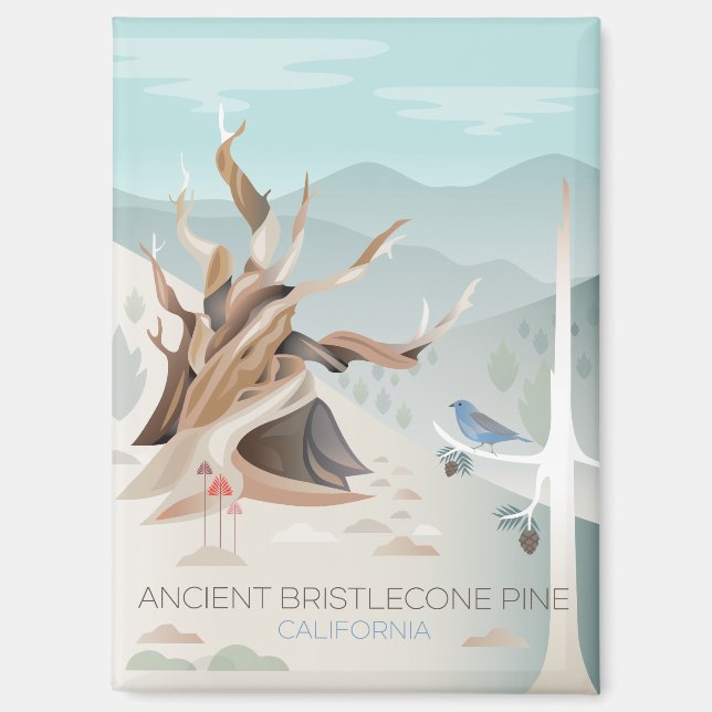 Ancien aimant Réfrigérateur de pin de Bristlecone (Recto)