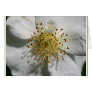 ANCIEN ROSE DE RAMBLOR RECTOR
