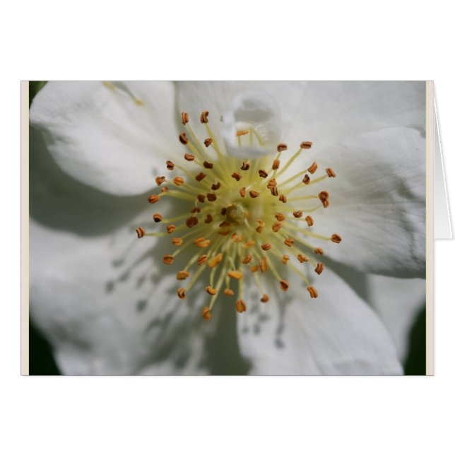 ANCIEN ROSE DE RAMBLOR RECTOR (Devant horizontal)
