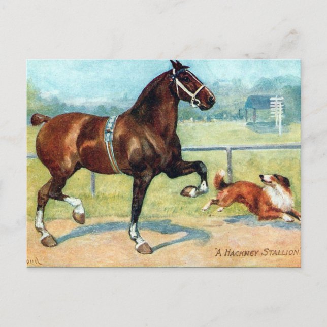Ancienne carte postale - Hackney Stallion (Devant)