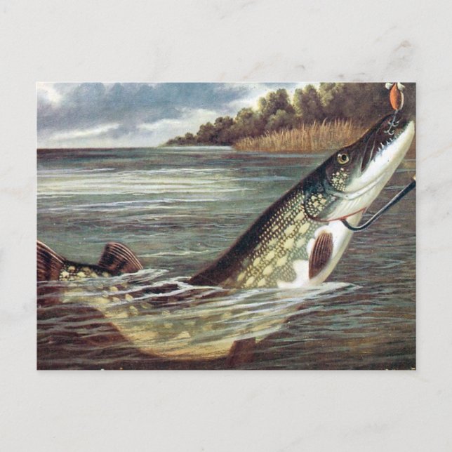 Ancienne carte postale - Pike (Devant)