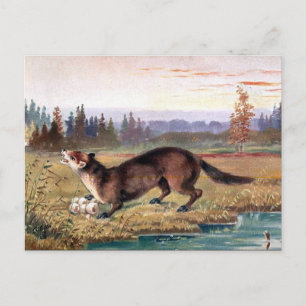 Ancienne carte postale - Pine Marten