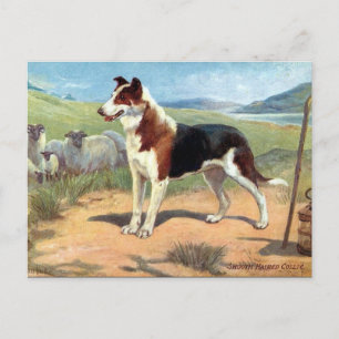 Ancienne carte postale - Smooth Haired Collie