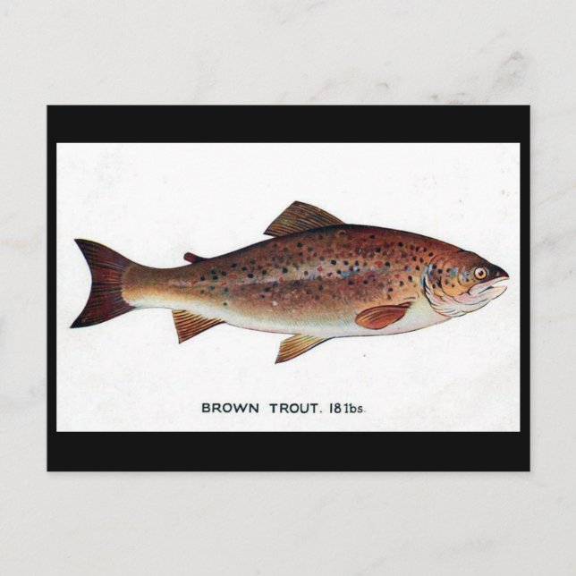Ancienne carte postale - truite Brown (Devant)