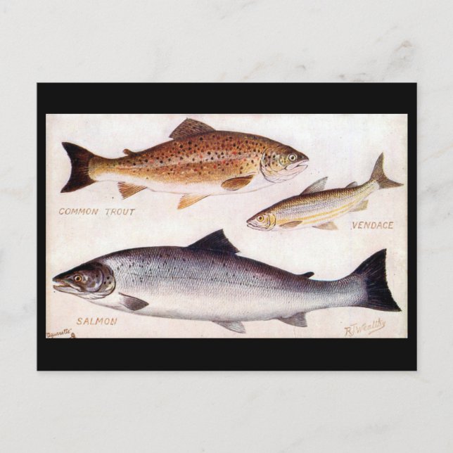 Ancienne carte postale - truite, vendeur et Saumon (Devant)