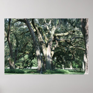 ANCIENNE LOUISIANA OAK TREE POSTER