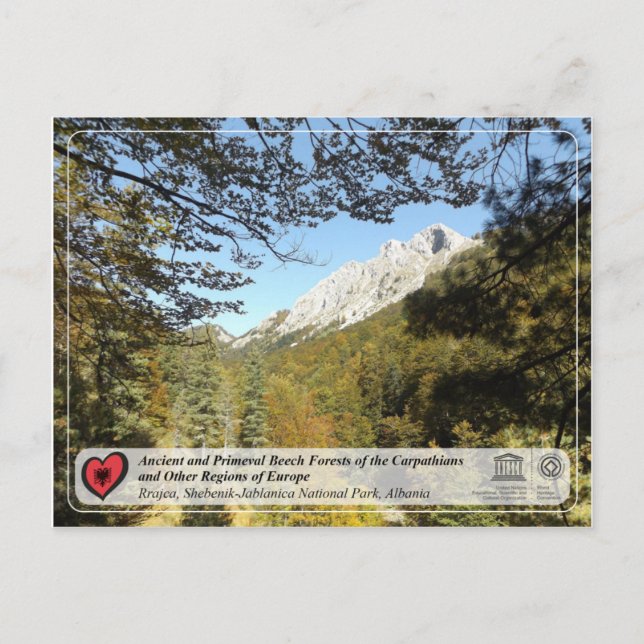 Ancient and Primeval Beech Forests - Rrajca Postcard (Front)