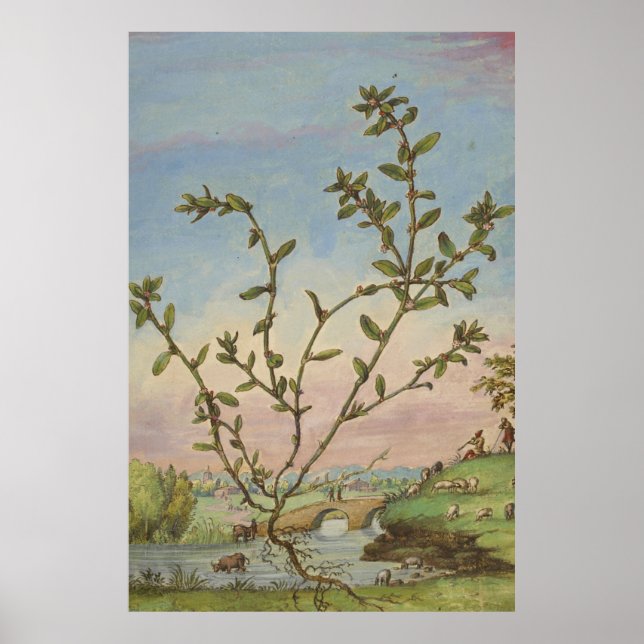 Ancient Botanical Art Mugwort Poster (Front)