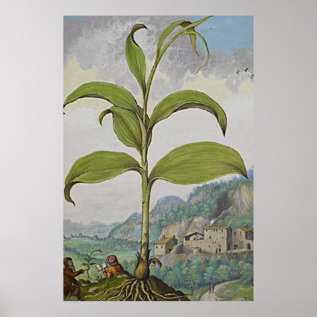 Ancient Botanical Art Solomons Seal Poster (Front)