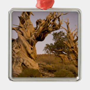 Ancient Bristlecone Forest, White Mountains, CA Metal Ornament