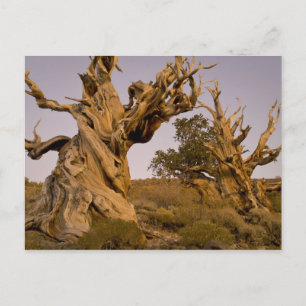 Ancient Bristlecone Forest, White Mountains, CA Postcard