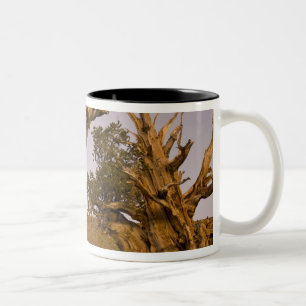 Ancient Bristlecone Forest, White Mountains, CA Two-Tone Coffee Mug