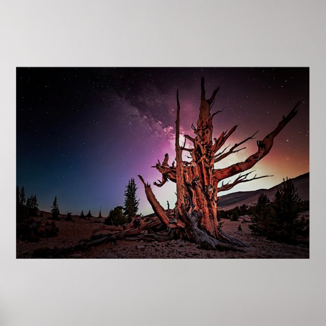 Ancient Bristlecone Pine and Milky Way Poster (Front)