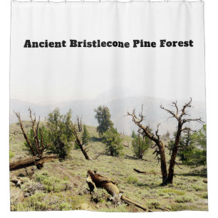 Ancient Bristlecone Pine Forest California