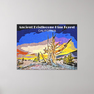 Ancient Bristlecone Pine Forest, California  Canvas Print