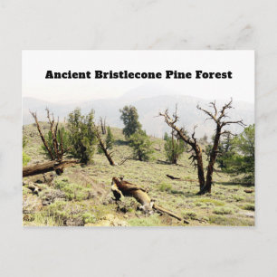 Ancient Bristlecone Pine Forest California Postcard