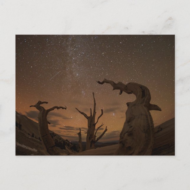 Ancient Bristlecone Pine Forest | California Postcard (Front)