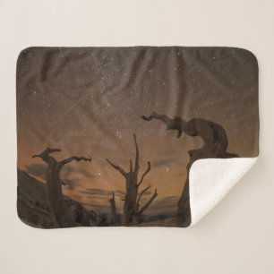Ancient Bristlecone Pine Forest   California Sherpa Blanket