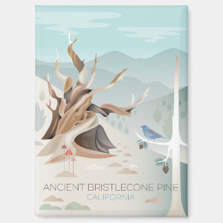 Ancient Bristlecone Pine Refrigerator Magnet