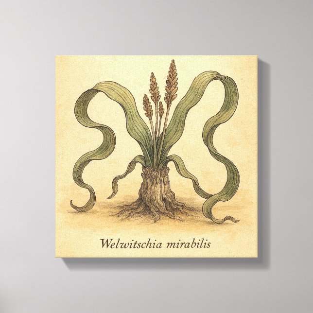 Ancient Desert Plant Welwitschia Wall Illustration Canvas Print (Front)