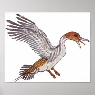 Ancient Egyptian Duck Poster