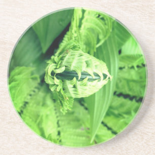 Ancient Fern Opening Up Coaster