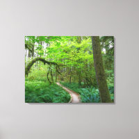 Ancient Groves Trail at Olympic National Park