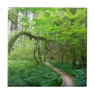Ancient Groves Trail at Olympic National Park Tile