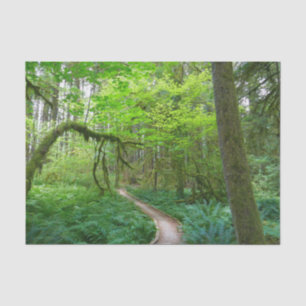 Ancient Groves Trail at Olympic National Park Tissue Paper