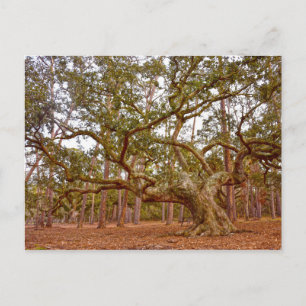 Ancient Live Oak in Cadillac Square Postcard