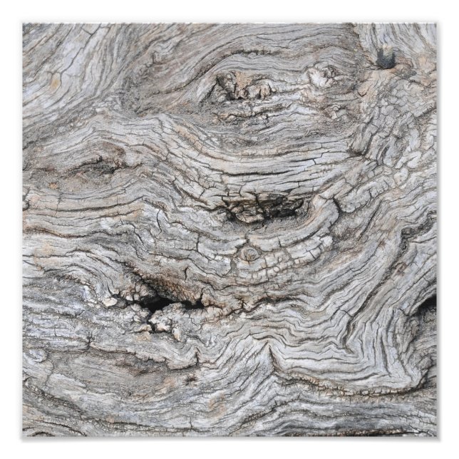 Ancient Olive Tree Bark Texture Photo Print (Front)