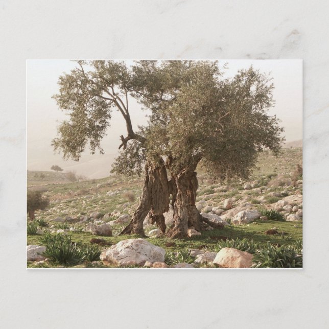 ancient olive tree from north of jordan postcard (Front)