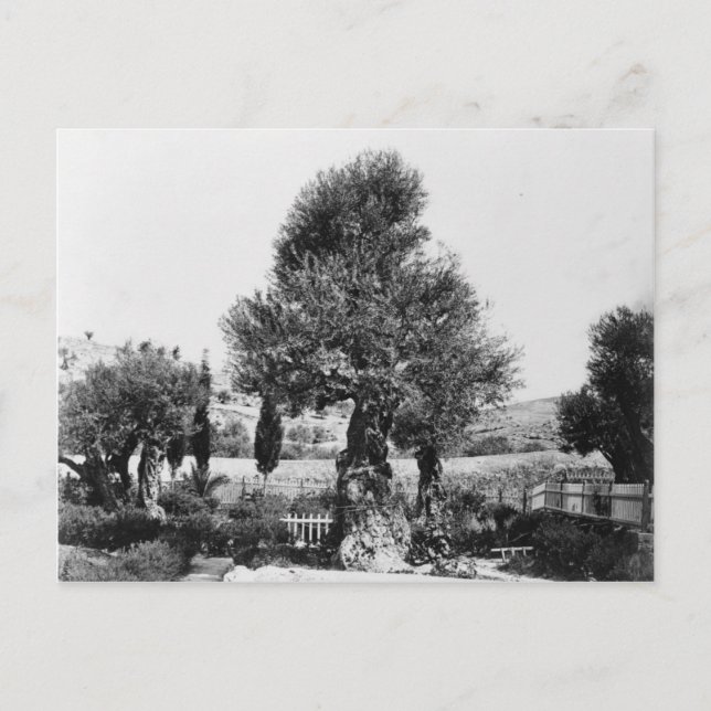 Ancient olive trees in the Garden of Gethsemane Postcard (Front)