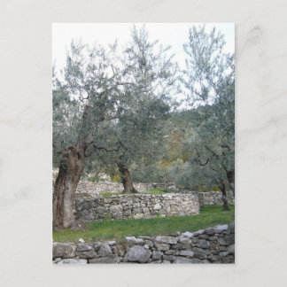 Ancient Olive Trees Postcard