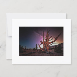 Ancient Pine and Milky Way Postcard