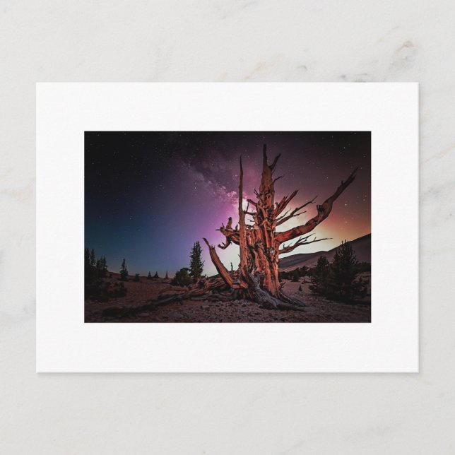 Ancient Pine and Milky Way Postcard (Front)