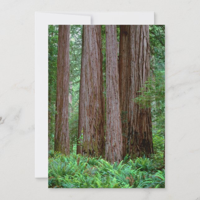Ancient Redwoods Towering Thank You Card (Front)